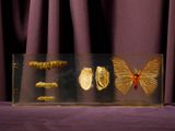 une vitrine en verre contenant un papillon, des friandises et des friandises à l'intérieur