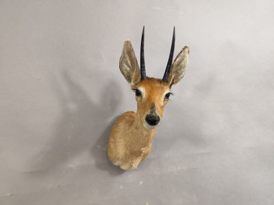 une tête d'antilope accrochée au mur d'une pièce