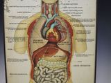 une image représentant un chevalet en bois sur lequel figure un schéma du corps humain