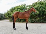 a brown horse standing in the middle of a dirt road