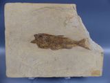 an image of a fossil fish is displayed on a stone block