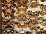 a lot of butterflies that are on display in a wooden frame