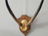 a wall mounted antelope with long horns on the wall
