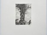 une photo en noir et blanc d'un arbre dans un champ
