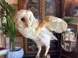 a bird that is sitting on a table in a living room
