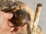 a person holding a piece of wood in their hand
