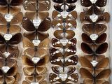 a lot of butterflies that are on display in a box