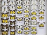 de nombreux types de papillons dans une vitrine
