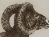 a drawing of a ram that is standing in front of a wall