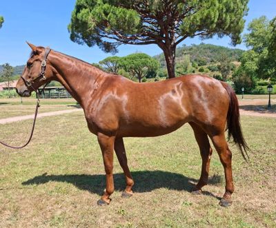 un cheval brun qui se tient debout dans l'herbe