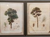 deux photos encadrées représentant un arbre et un pin, accrochées au mur