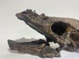 a skull of a crocodile that is sitting on a table