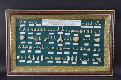 Cadre diorama présentant un ensemble de dents fossiles. - Photo 1