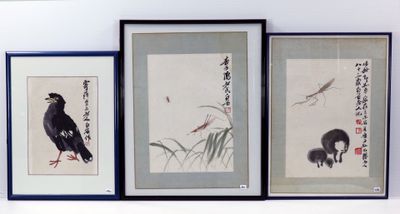 trois photos d'oiseaux encadrées accrochées au mur