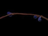 a picture of a necklace with blue beads on a black background