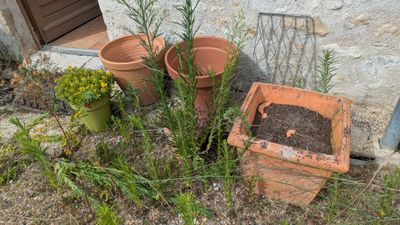 de nombreux pots posés dans l'herbe près d'un bâtiment