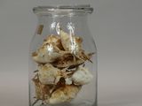a glass jar filled with shells on a white surface