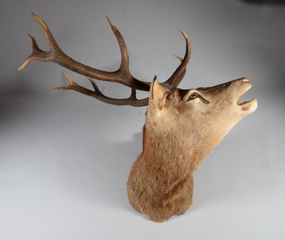 une tête de cerf avec des bois sur fond blanc