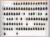 un gros plan sur un ensemble de coléoptères exposés dans un cadre blanc