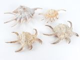 quatre coquillages sont disposés en rangée sur une surface blanche