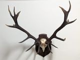 a deer skull mounted on the wall of a room