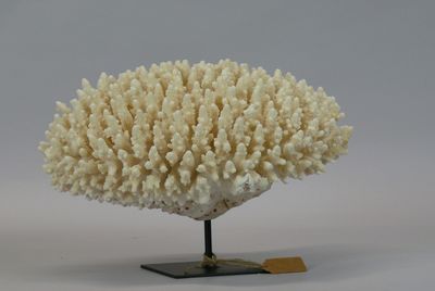 a white coral on a stand with a piece of wood on it
