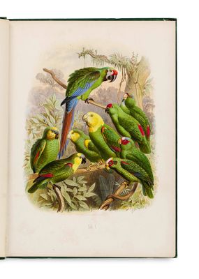 de nombreux perroquets perchés sur une branche d'arbre