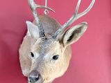 a deer head mounted on the wall of a room
