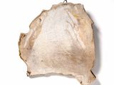 a shell hanging on the wall on a white background