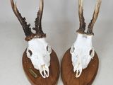 deux crânes de cerfs montés sur des socles en bois, avec leurs bois