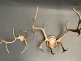 two deer antlers mounted on the wall next to each other