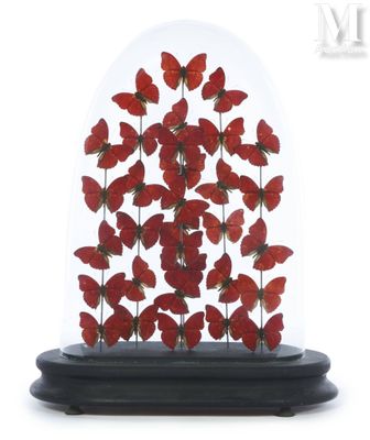 a close up of a glass dome with a bunch of red flowers in it