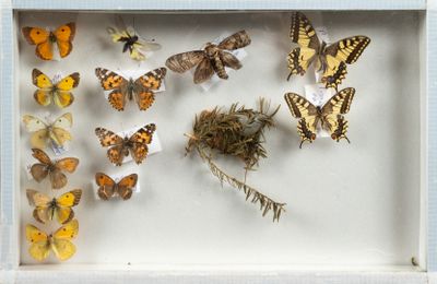 de nombreux papillons dans une boîte-cadre accrochée au mur