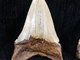 two fossil teeth of a shark tooth on a black background