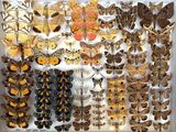 many different types of moths displayed in a display case