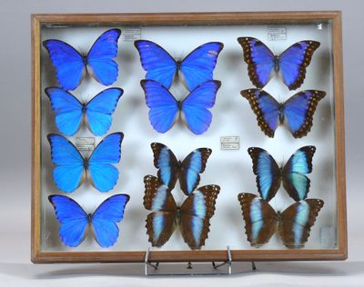 des papillons bleus dans un cadre en bois muni d'un socle, sur fond blanc