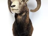 a ram head mounted on a wall with a white background