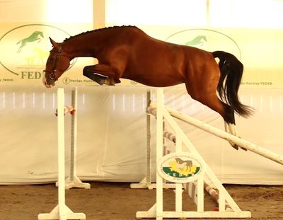 a horse that is jumping over an obstacle