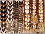 many different types of butterflies displayed in a display case