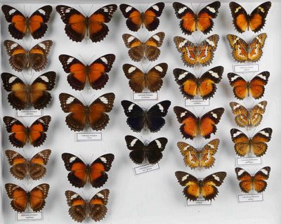 de nombreux types de papillons différents présentés dans une vitrine