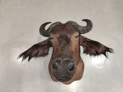 une fausse tête de vache accrochée au mur d'une pièce