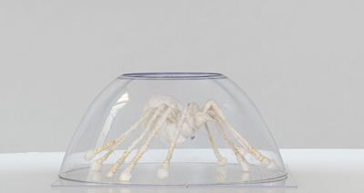 un vase en verre posée sur une table, avec une araignée à l'intérieur
