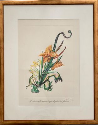 Salvador Dali - Hemerocallis thumberg elephant furiosa