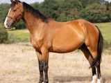 un cheval brun dans un champ, avec des arbres en arrière-plan