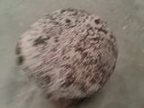 a ball of dirt on the ground next to a person ' s feet