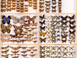 a collage of butterflies and moths displayed in a display case