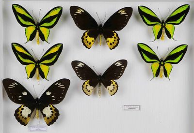 six papillons dans un cadre blanc sur fond blanc