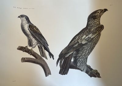 deux oiseaux assis sur une branche d'arbre