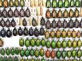 a lot of beetles that are hanging on the wall
