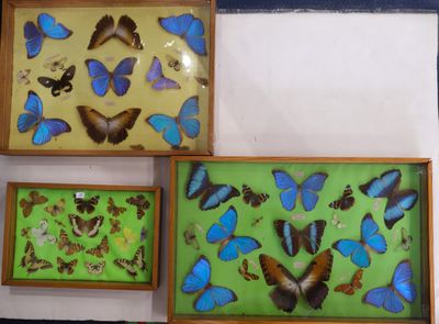 beaucoup de papillons qui se trouvent dans une boîte en bois